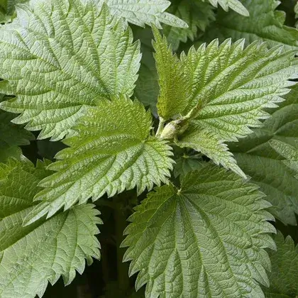 #4. Листья крапивы